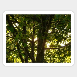 Sunset Apple Tree Sticker